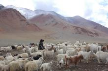 Sheep and Pashmina Goats